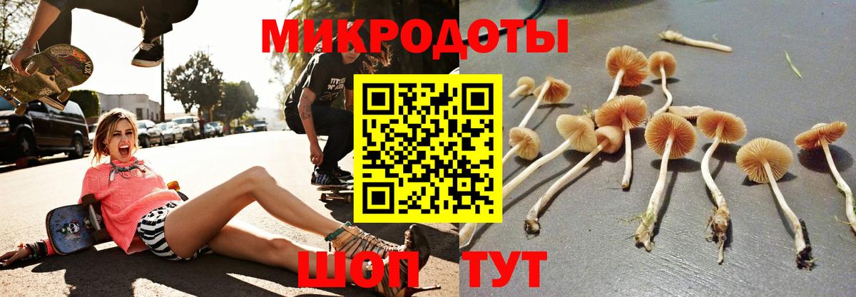 Псилоцибиновые грибы Cubensis Чистополь